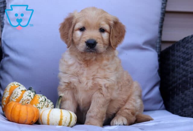 Phoenix Goldendoodle image