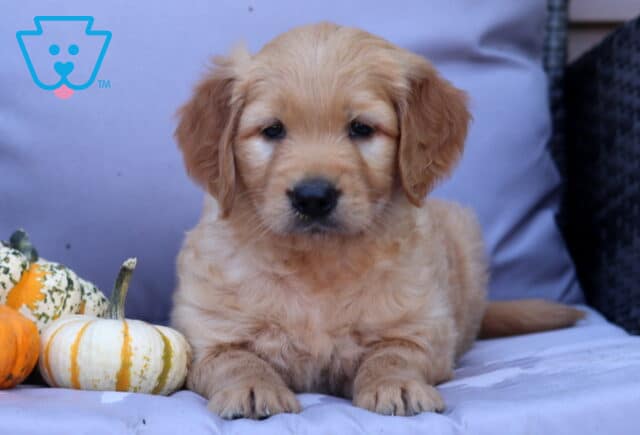Phoenix Goldendoodle2 image