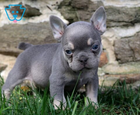 Piper Frenchie