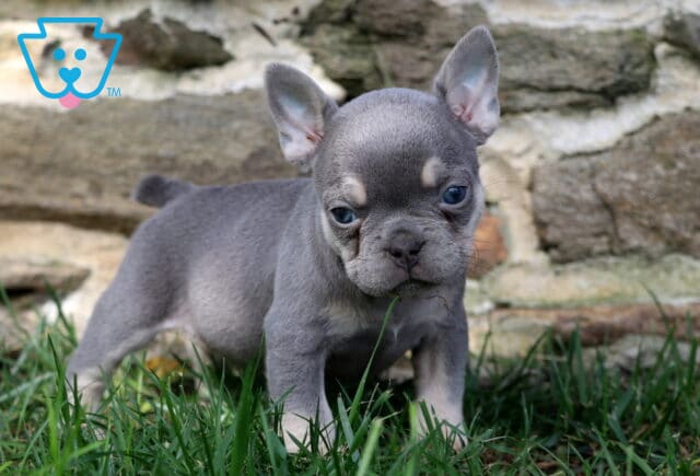 Piper Frenchie image