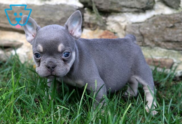 Piper Frenchie2 image
