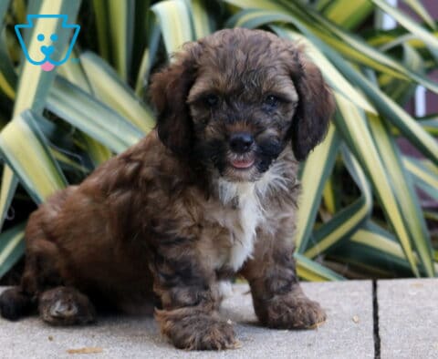 Pokey Cockapoo