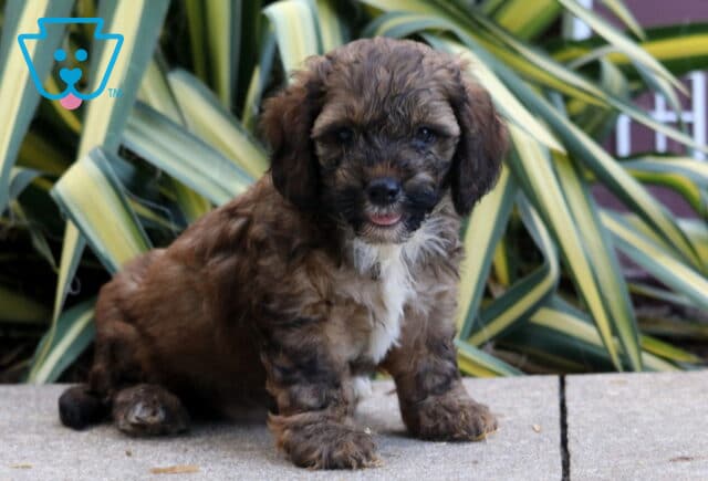 Pokey Cockapoo image