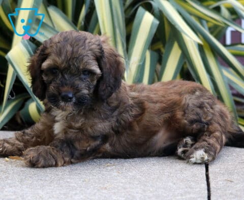 Brown Cockapoo puppy with a soft wavy coat and dark muzzle lying on a stone patio in front of tall green and yellow garden leaves.