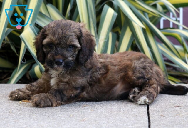 Pokey Cockapoo2 image