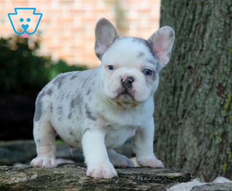Pongo Frenchie