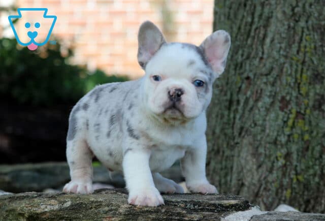 Pongo Frenchie image