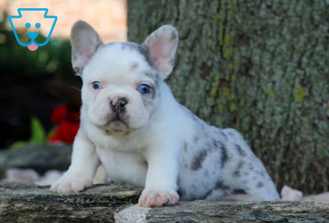 Pongo Frenchie2 image