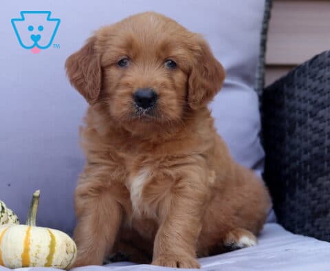Presley Goldendoodle