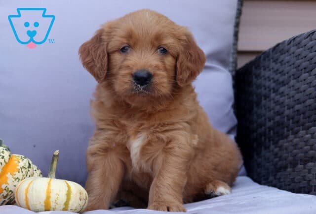 Presley Goldendoodle image