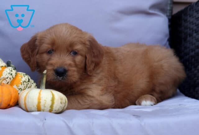 Presley Goldendoodle2 image