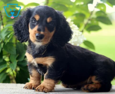 Prince Mini Dachshund