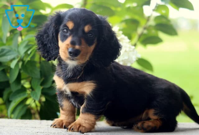 Prince Mini Dachshund image