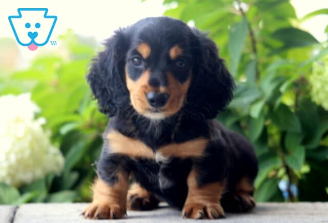 Prince Mini Dachshund2 image