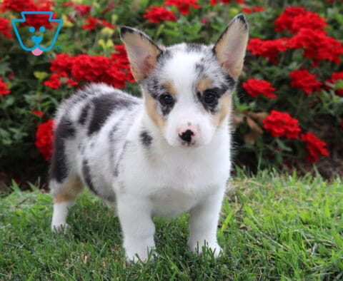 Princess Corgi