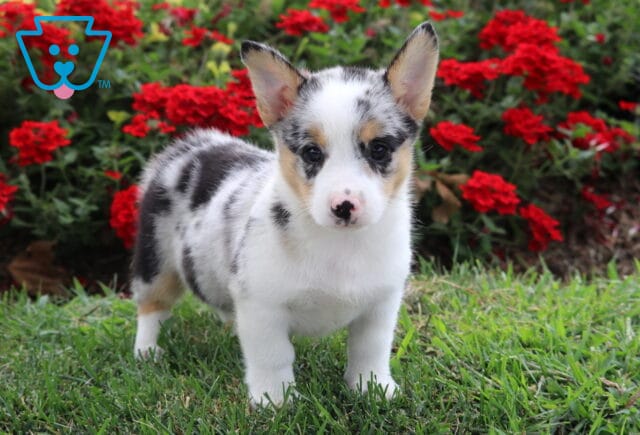 Princess Corgi image