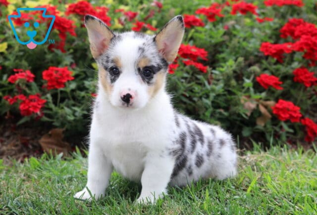 Princess Corgi2 image