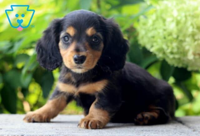 Princess Mini Dachshund image