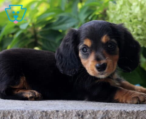 Princess Mini Dachshund2
