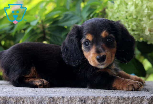 Princess Mini Dachshund2 image