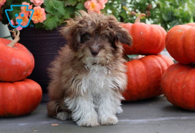 Brown and white Mini Aussiedoodle puppy with a fluffy wavy coat sitting among bright orange pumpkins and fall flowers. image