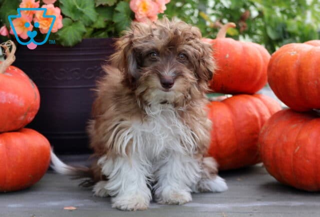 Fluffy brown and white Mini Aussiedoodle puppy sitting between stacked orange pumpkins with colorful fall flowers in the background. image