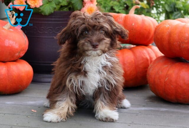 Chocolate brown and white Mini Aussiedoodle puppy with a shaggy wavy coat sitting in front of stacked orange pumpkins. image