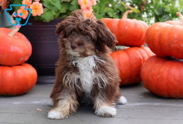 Brown and white Mini Aussiedoodle puppy with a tousled wavy coat posing between bright orange pumpkins in a festive fall setting. image