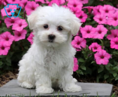 Rain Maltese