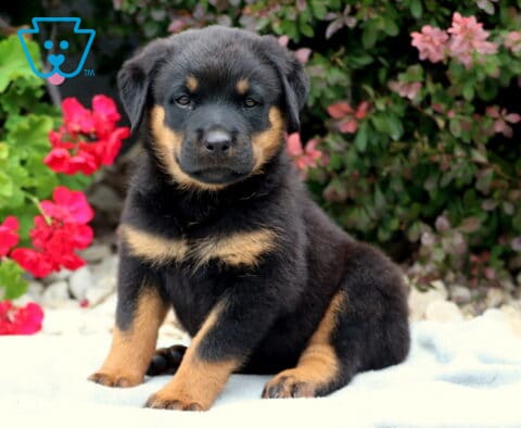 Rainy Rottie