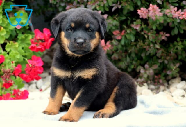 Rainy Rottie image