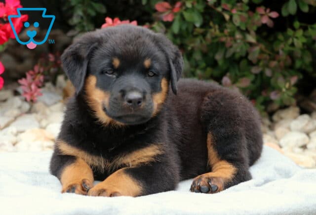 Rainy Rottie2 image