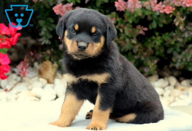Reese Rottie image