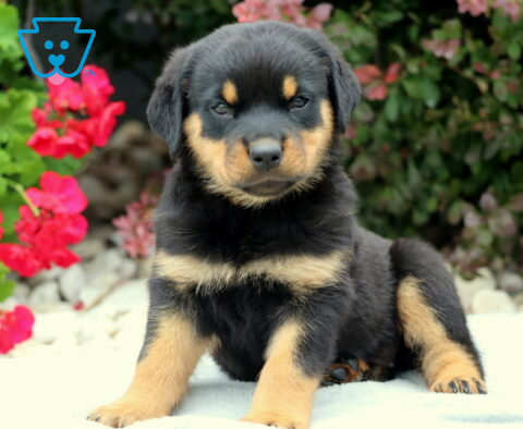 Reese Rottie2