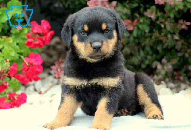 Reese Rottie2 image