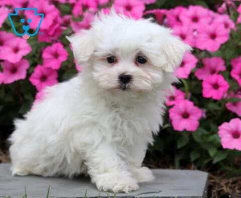 Rexx Maltese