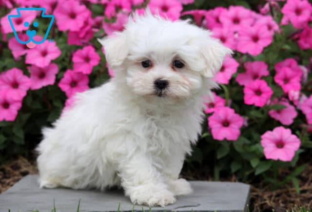 Rexx Maltese image