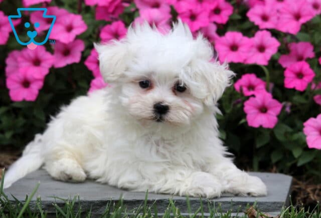 Rexx Maltese2 image