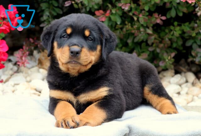 Rosco Rottie image