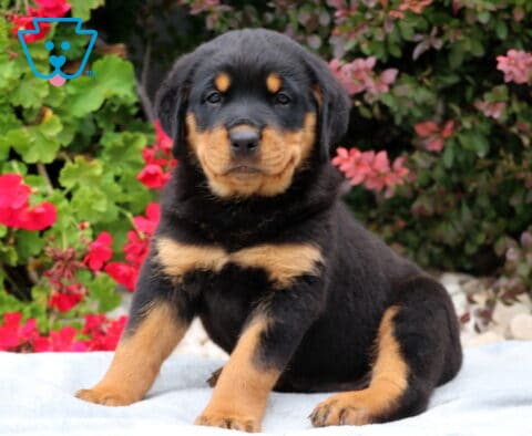 Rosco Rottie2