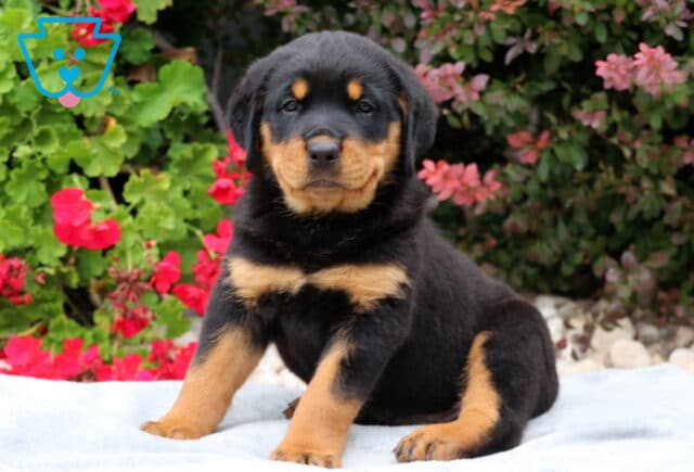 Rosco Rottie2 image