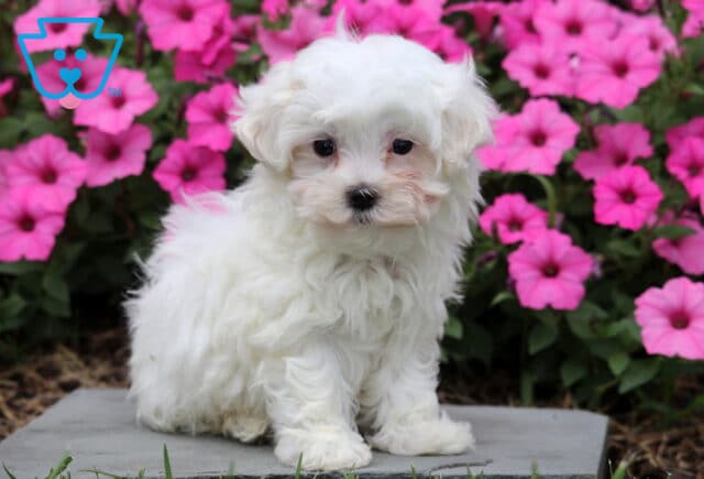 Rover Maltese image