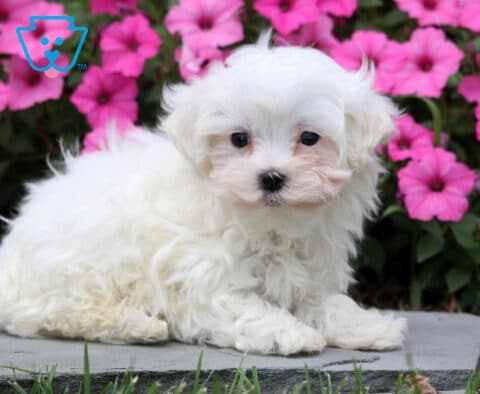 Rover Maltese2