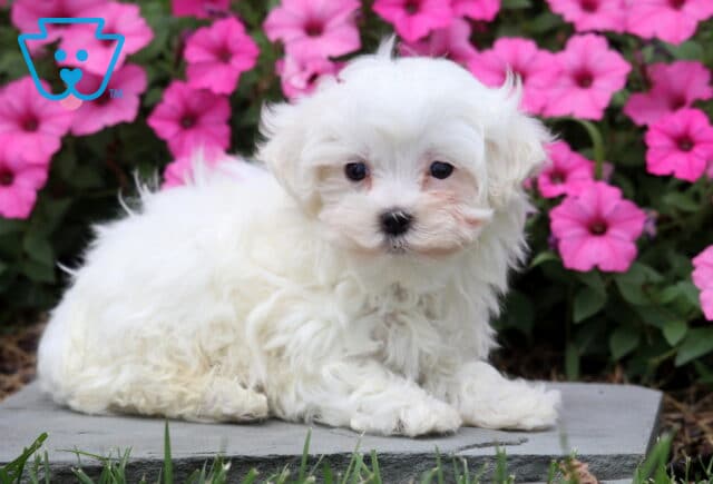 Rover Maltese2 image