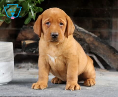 Sage Fox Red Lab