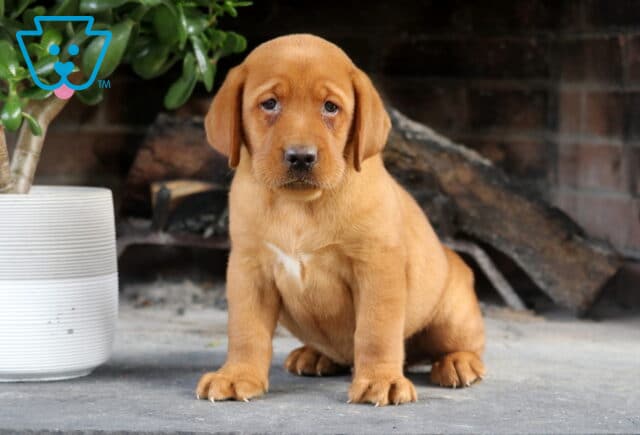 Sage Fox Red Lab image