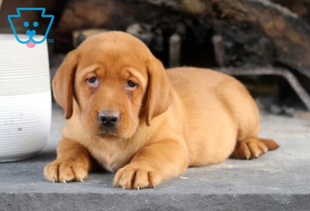 Sage Fox Red Lab2 image
