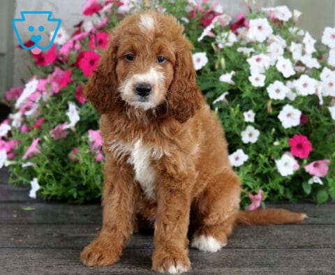 Sailor Irishdoodle