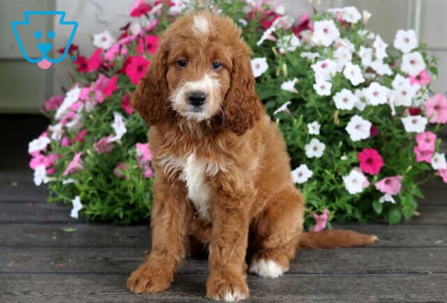 Sailor Irishdoodle image