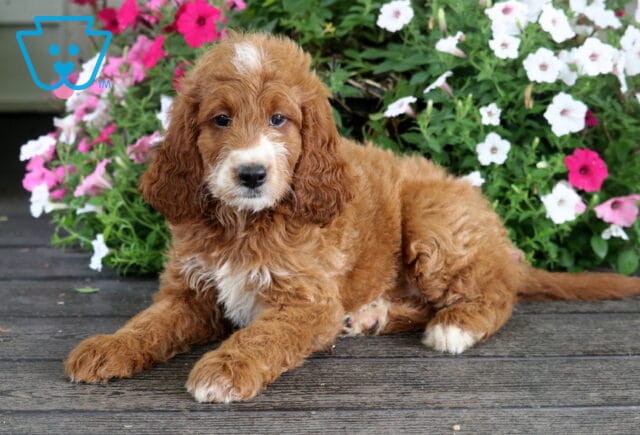 Sailor Irishdoodle2 image